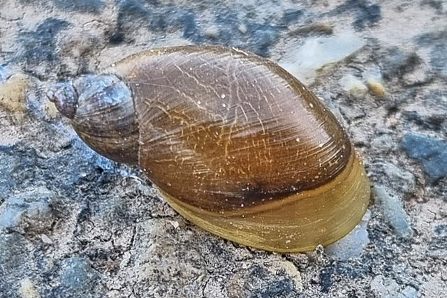Gewone Barnsteenslak